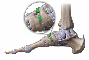 Dorsal cuneonavicular ligaments (#11232)