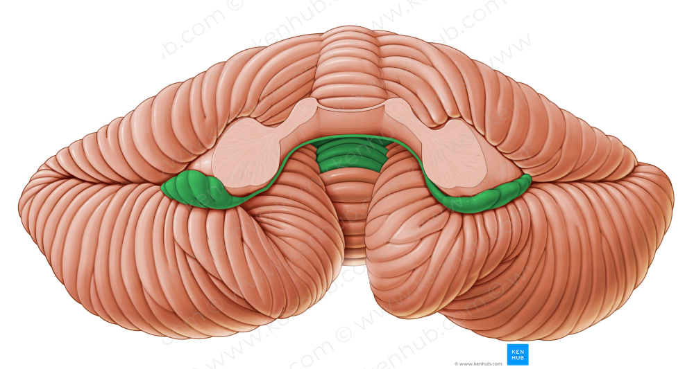 Flocculonodular lobe (#4780)