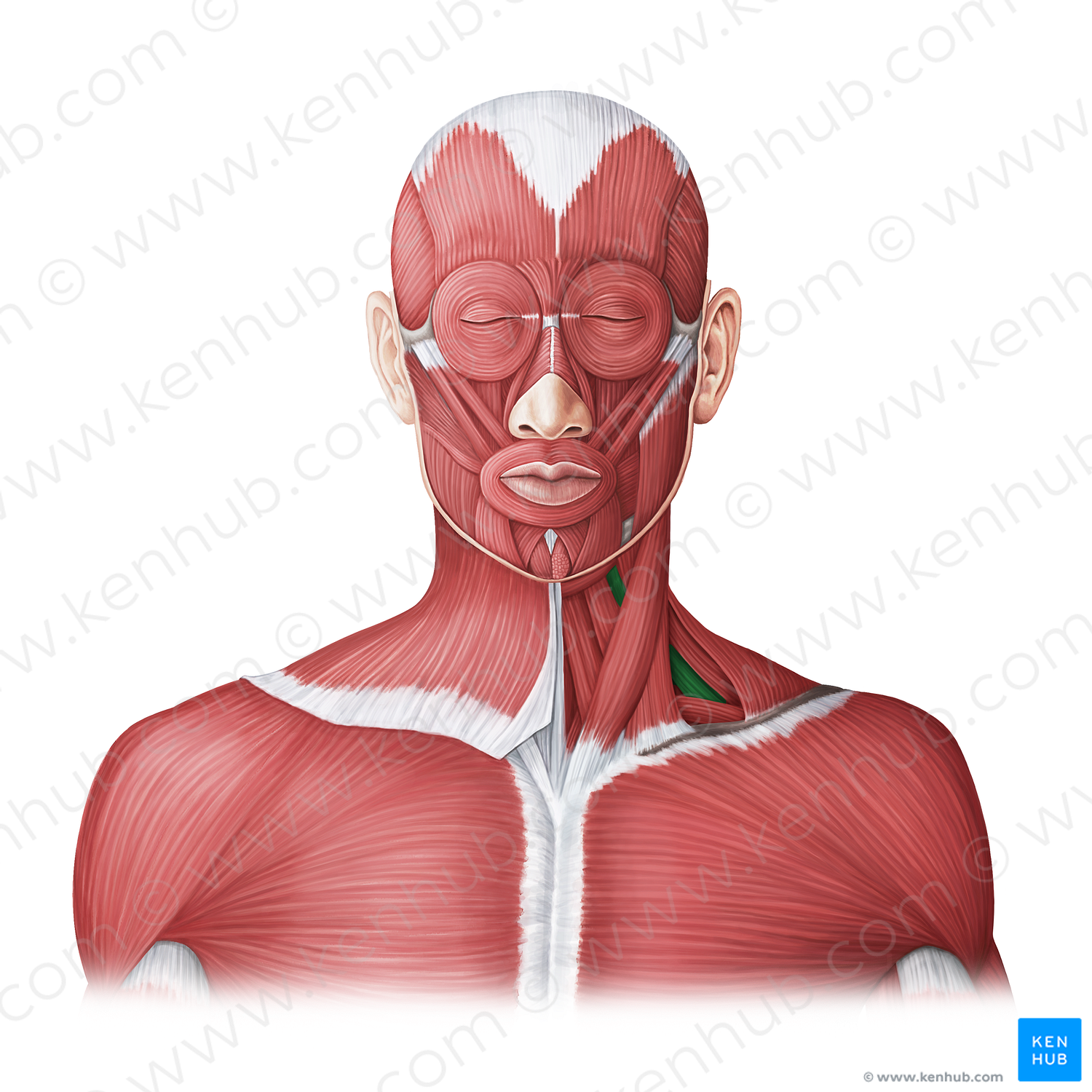 Scalenus anterior muscle (#20027)