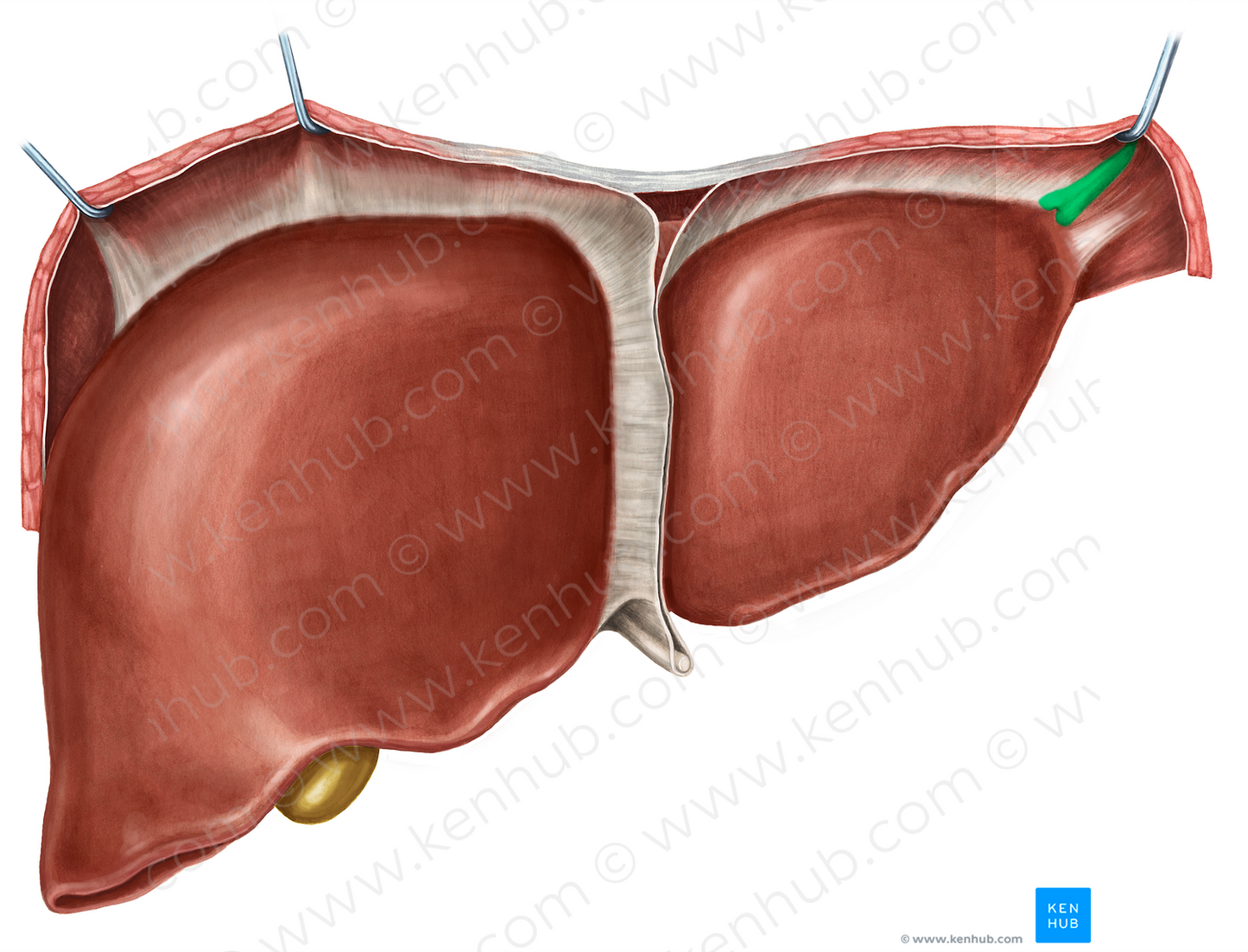 Left triangular ligament of liver (#4668)