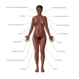 Female body surface anatomy - Anterior (Latin)