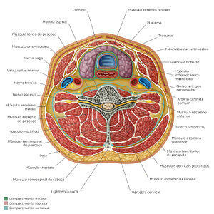 Compartments of the neck: Contents (Portuguese)