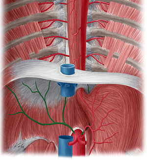 Inferior phrenic artery (#1178)