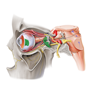 Lateral rectus muscle (#20637)