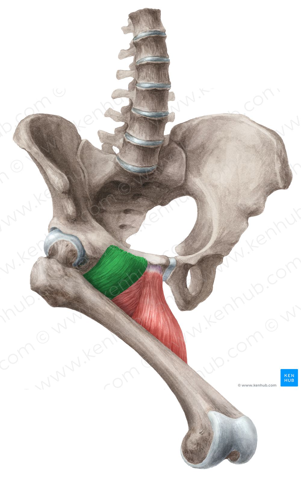 Pectineus muscle (#5722)