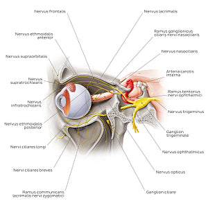 Ophthalmic nerve (Latin)