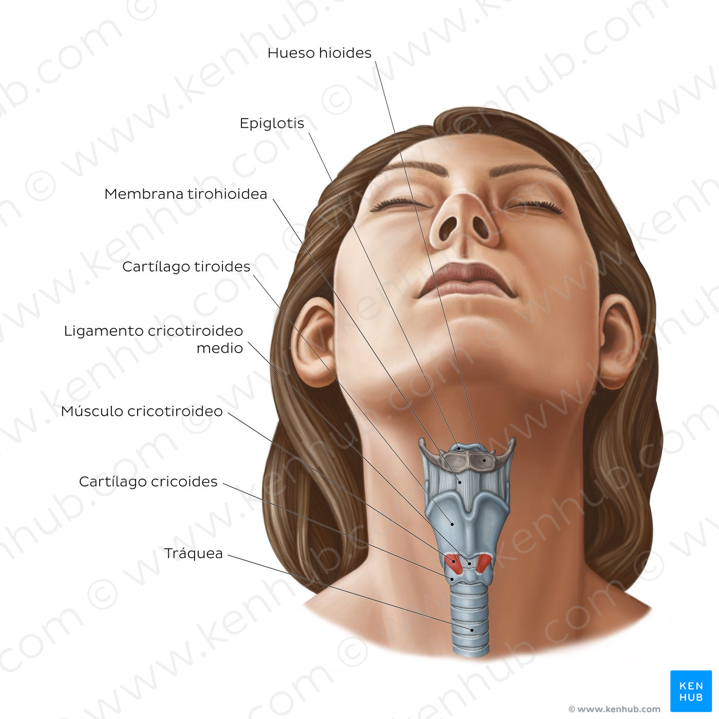 Larynx: anterior view (Spanish)