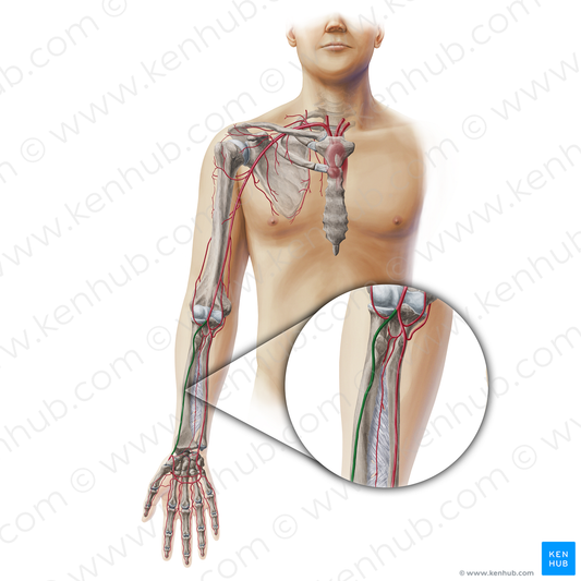 Radial artery (#19342)