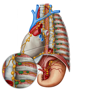 Intercostal lymph nodes (#7038)