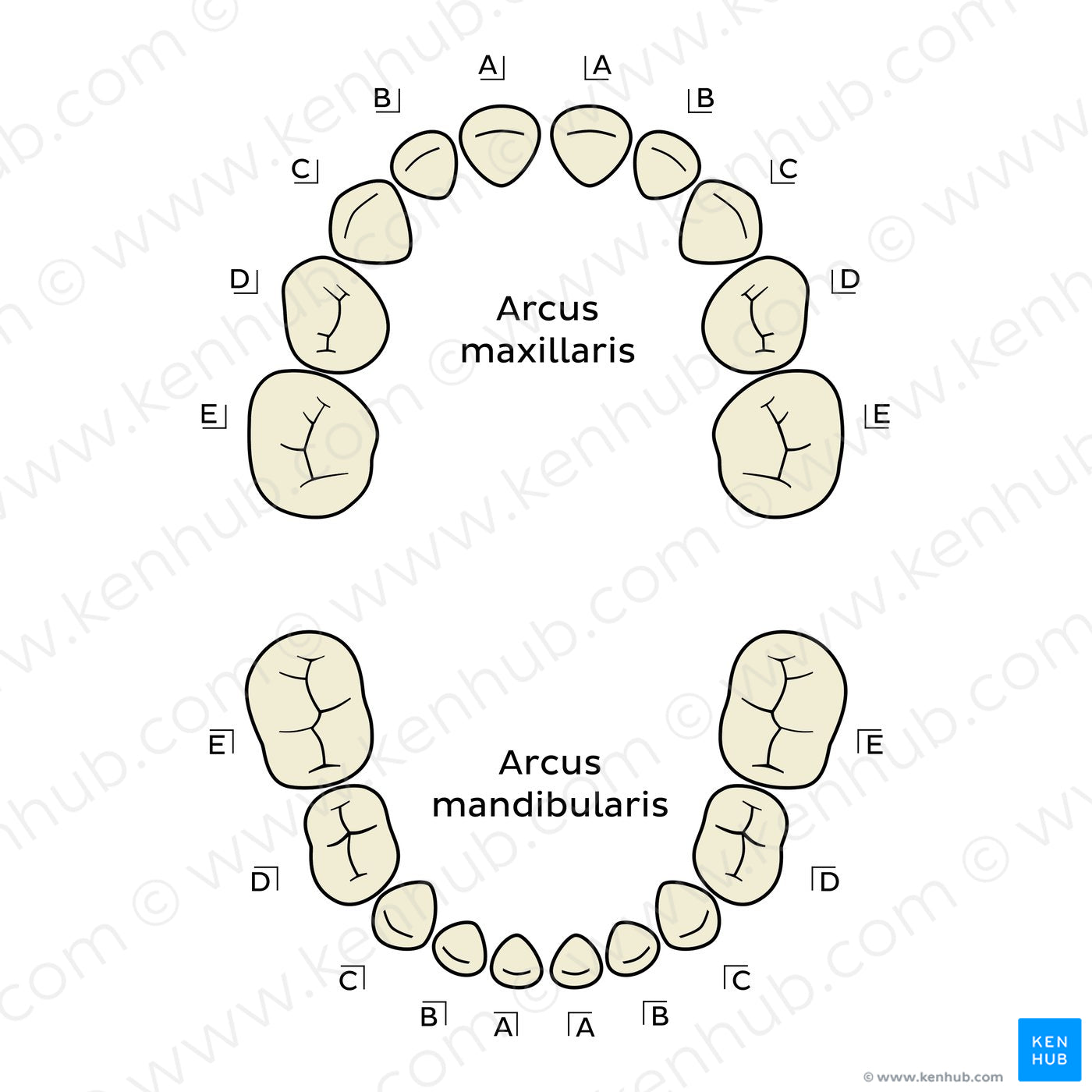 Palmer Notation (deciduous teeth) (Latin)