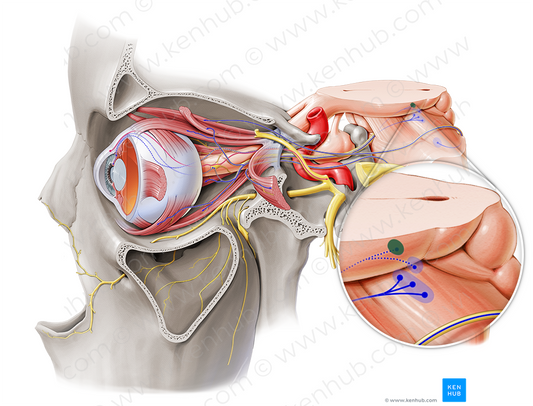 Accessory nucleus of oculomotor nerve (#7159)