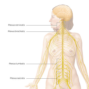 Peripheral nervous system: main plexuses (Latin)