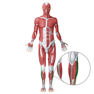 Lateral muscles of leg (#20064)