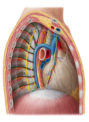 Posterior intercostal vein (#10160)