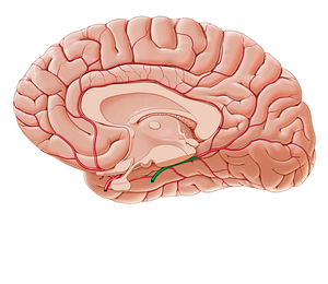 Posterior cerebral artery (#1021)
