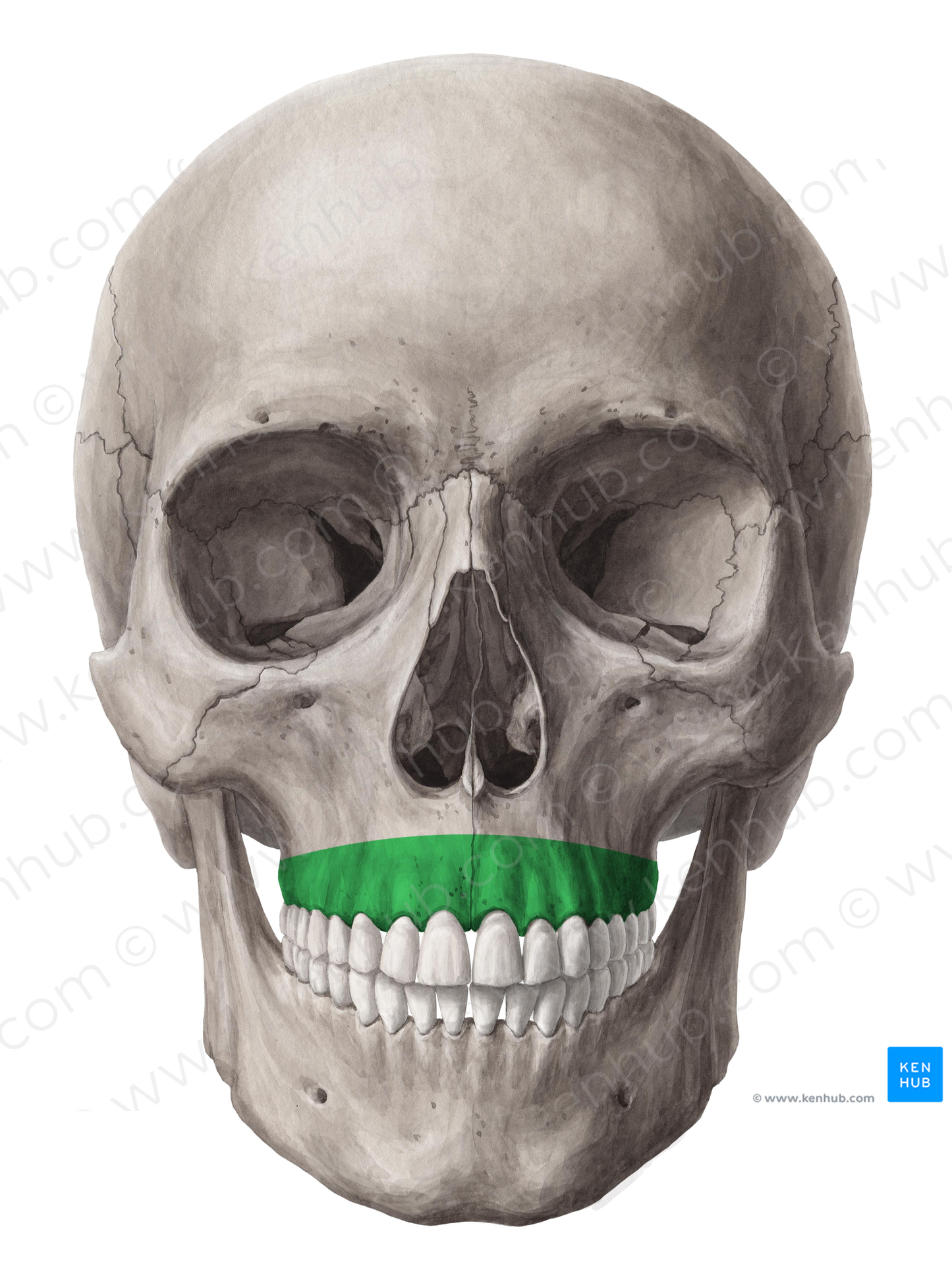 Alveolar process of maxilla (#8159)