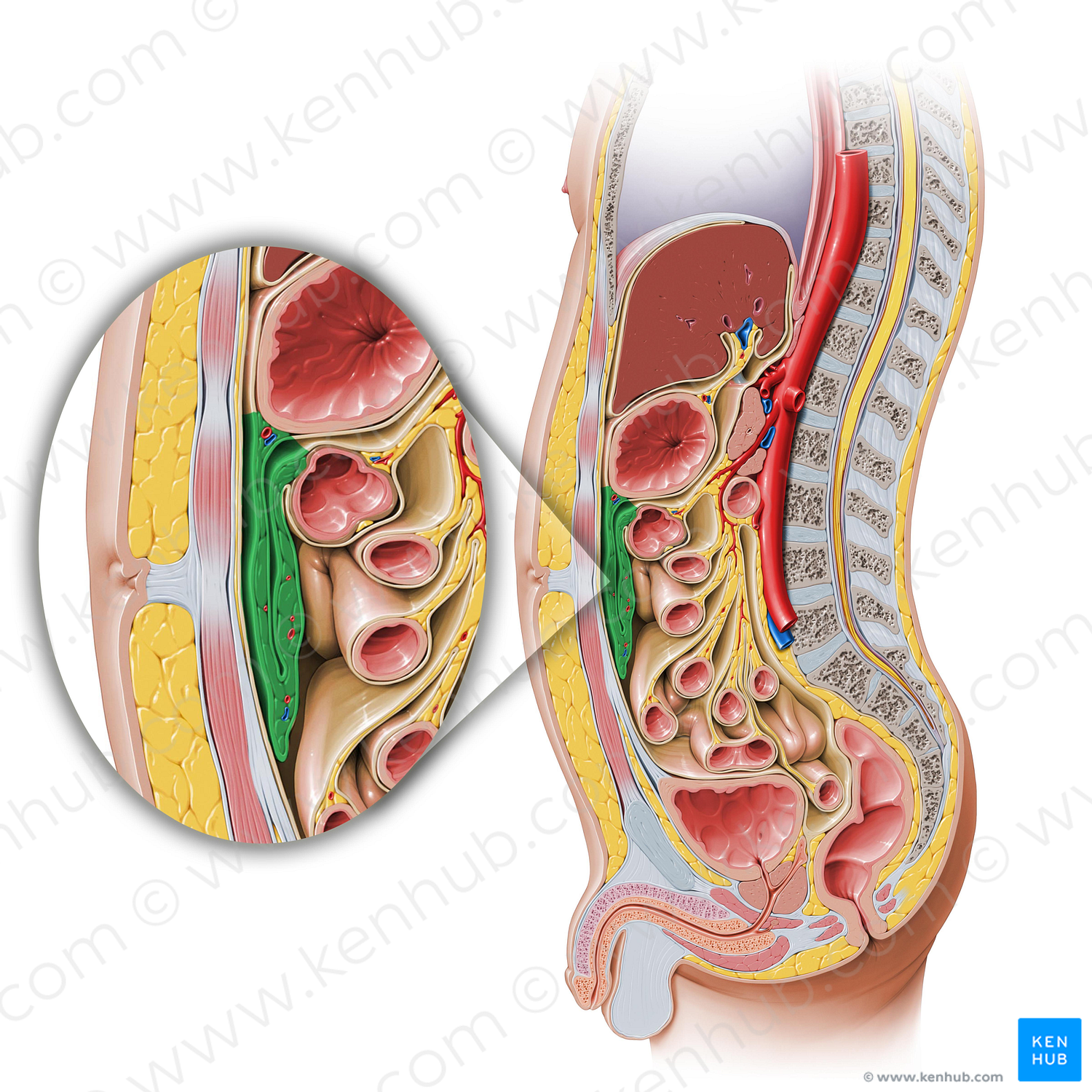 Greater omentum (#7319)