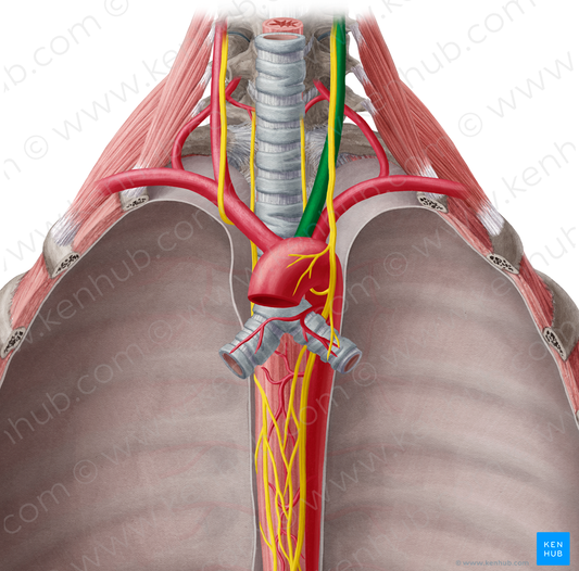 Left common carotid artery (#948)