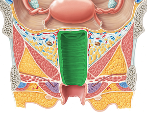 Vagina (#9888)