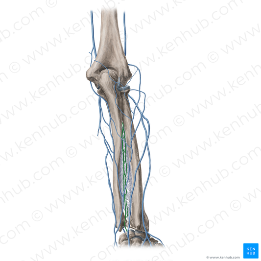 Posterior interosseous veins (#20391)