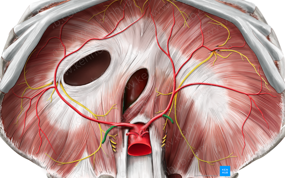 Superior suprarenal artery (#1874)