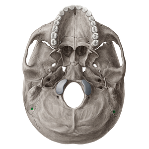 Mastoid foramen (#3768)