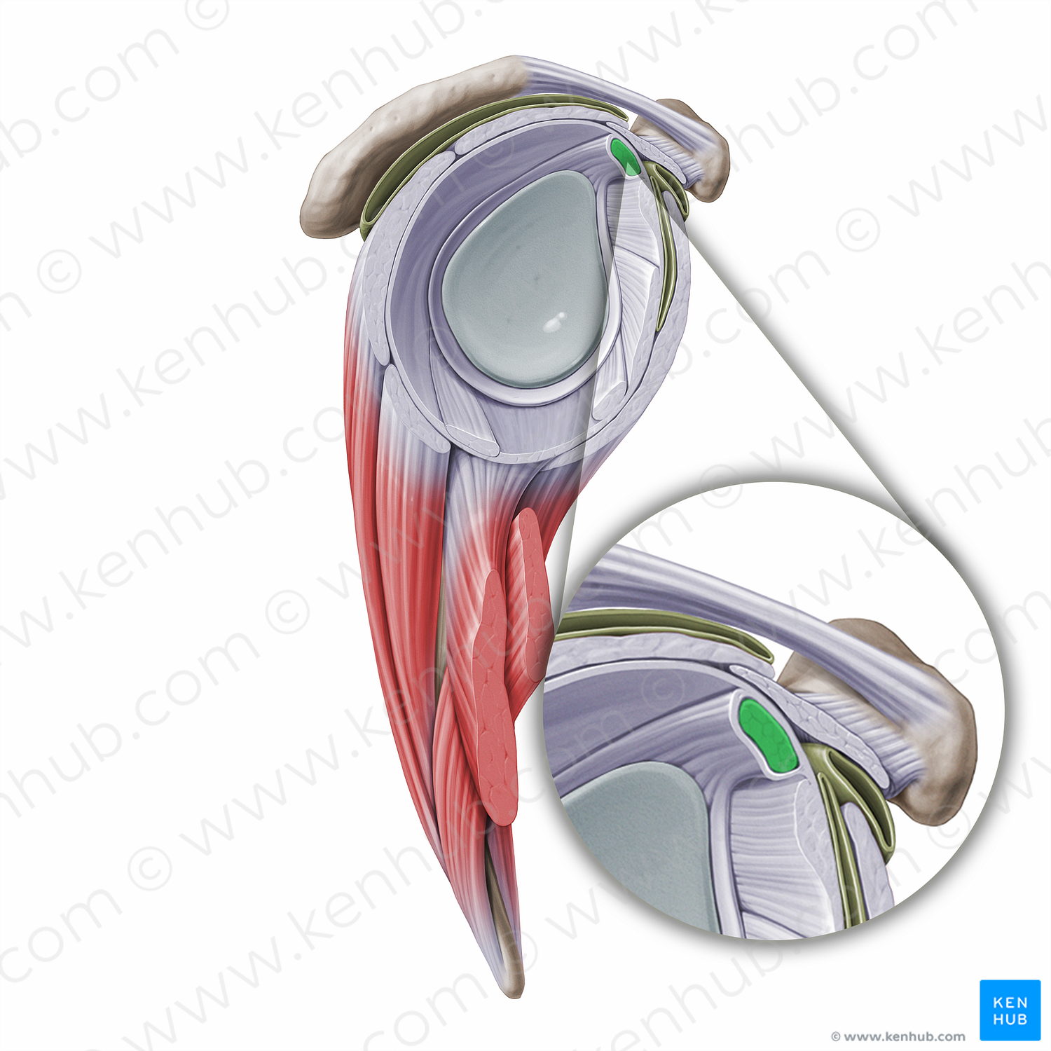 Tendon of long head of biceps brachii muscle (#16271)
