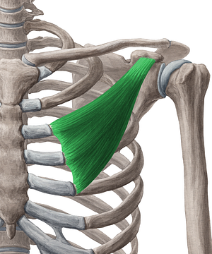 Pectoralis minor muscle (#5745)