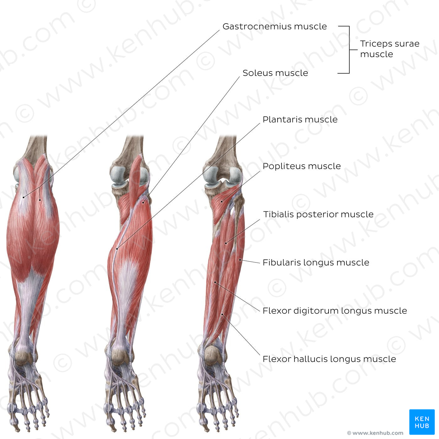 Muscles of the leg (Posterior view) (English)