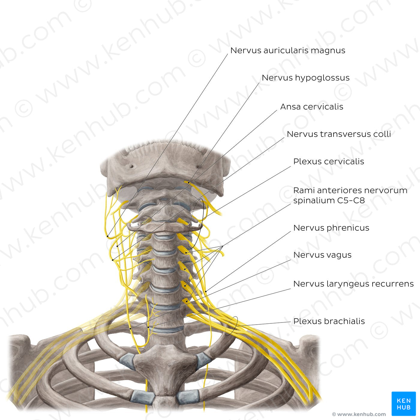 Nerves of the neck (Latin)