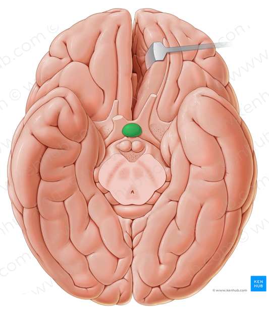 Pituitary gland (#4096)