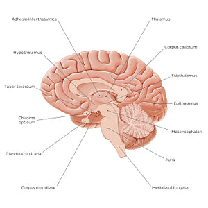 Overview of diencephalon (Latin)