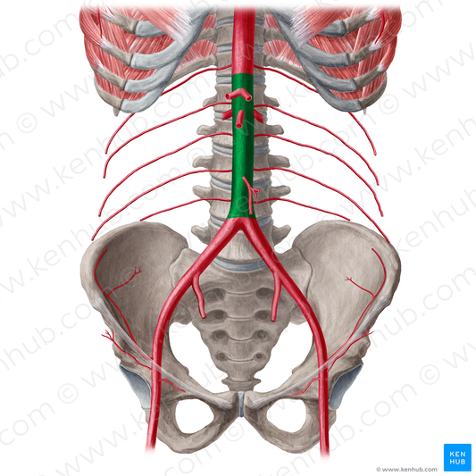 Abdominal aorta (#21556)