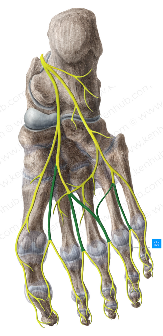 Common plantar digital nerves (#6226)