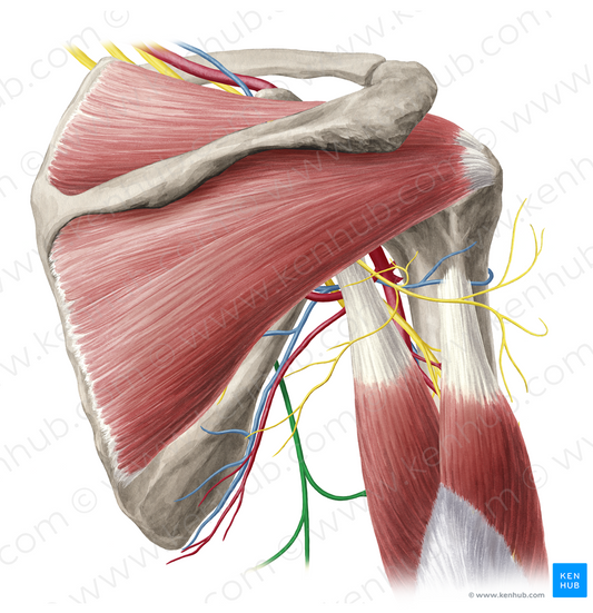 Thoracodorsal nerve (#6812)