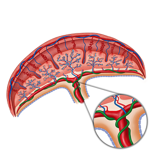 Umbilical artery (#19177)