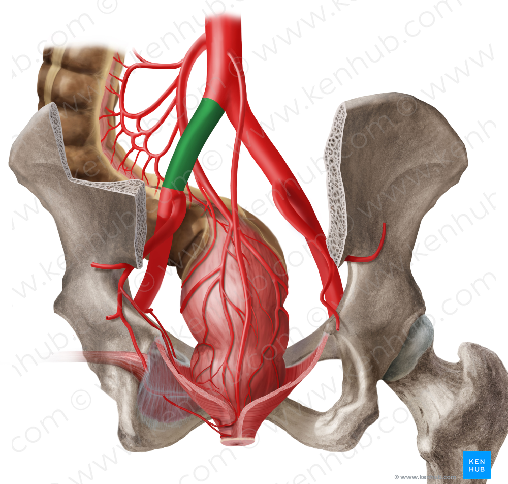 Left common iliac artery (#1383)