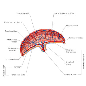 Placenta (English)