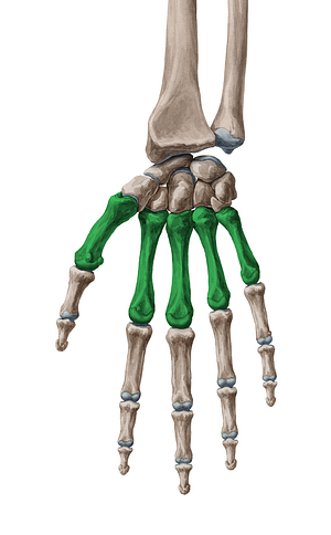 Metacarpal bone (#7499)