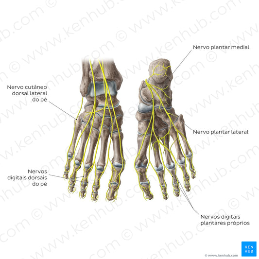 Nerves of the foot (Portuguese)