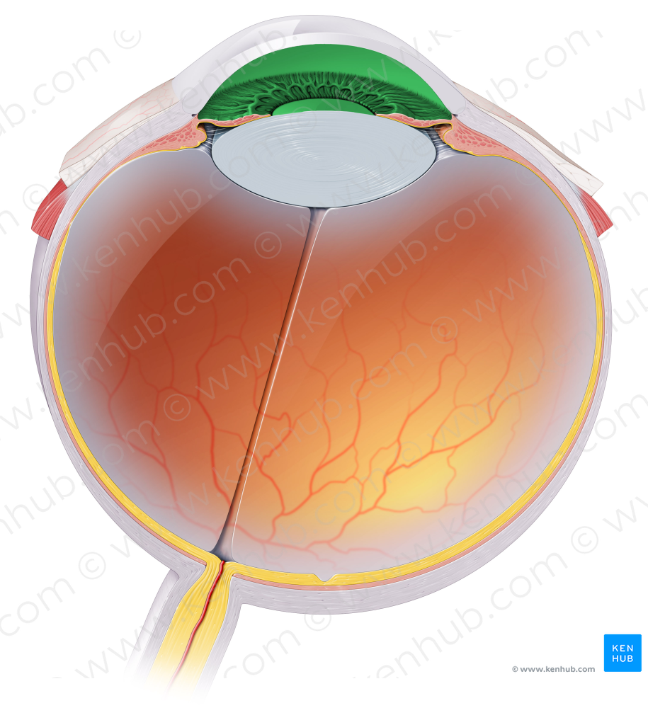 Anterior chamber of eyeball (#2298)