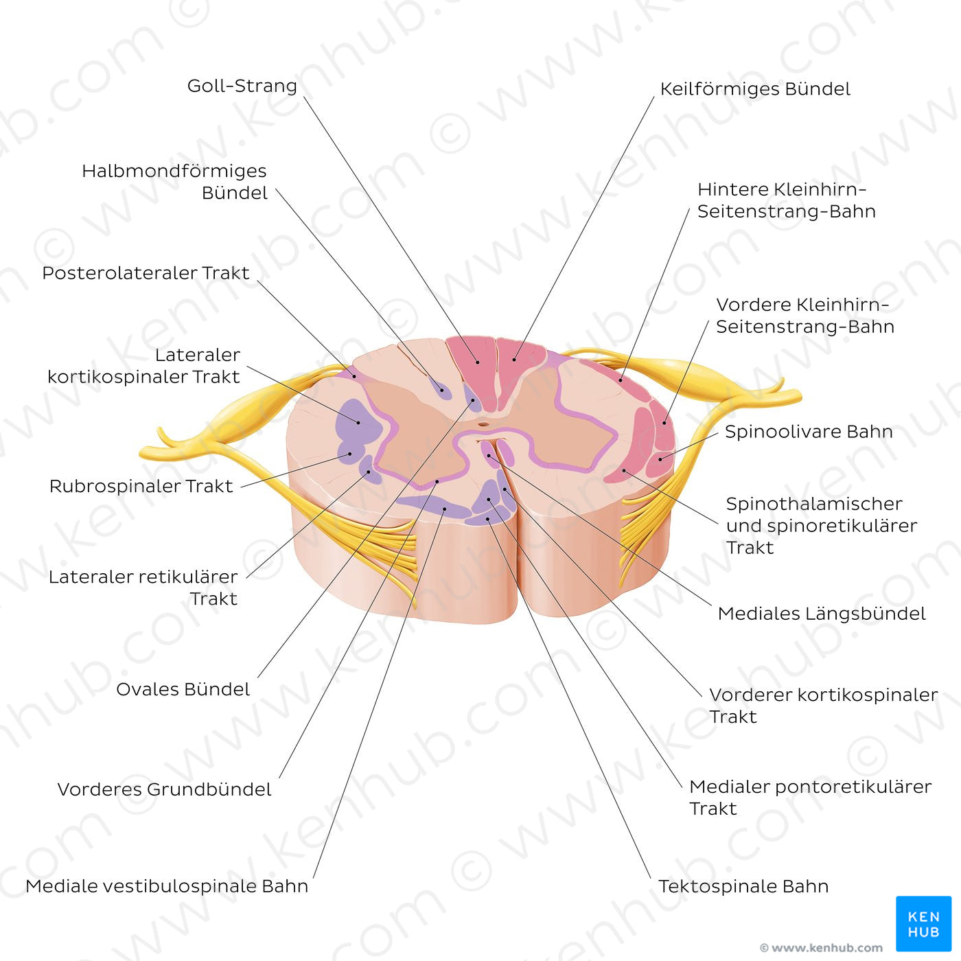 Spinal cord: Cross section (ascending and descending tracts) (German)