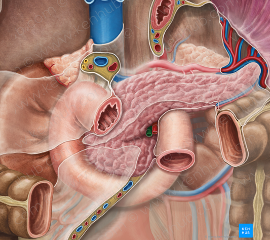 Superior mesenteric vein (#10421)