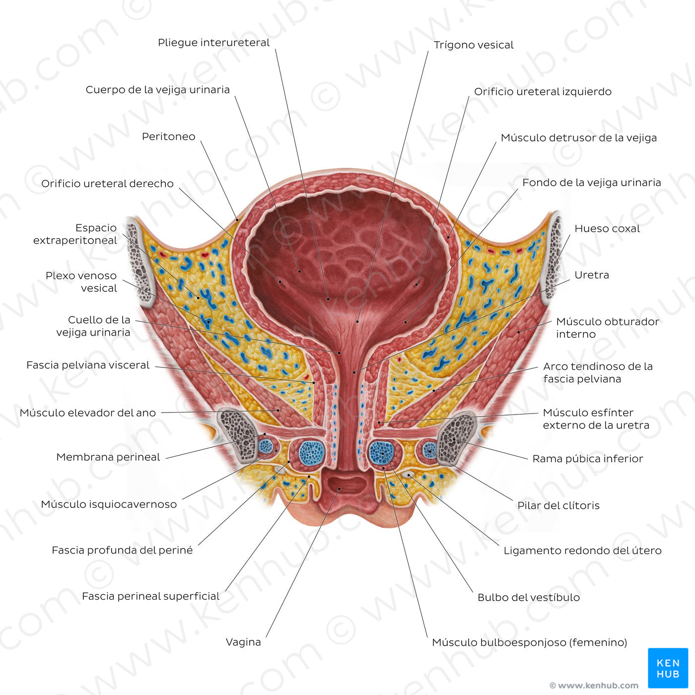 Female urinary bladder (Spanish)