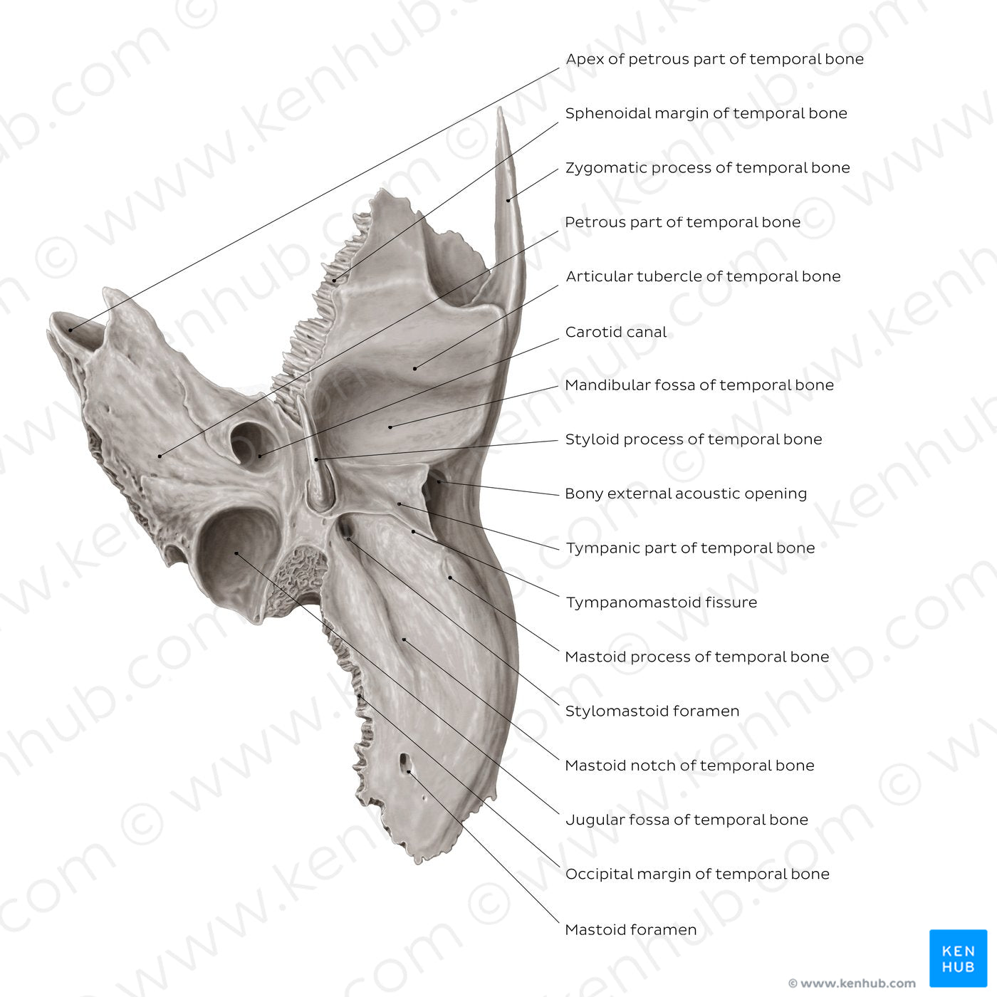 Temporal bone (inferior view) (English) – Kenhub Image License Store