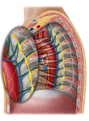 Posterior intercostal artery (#1150)