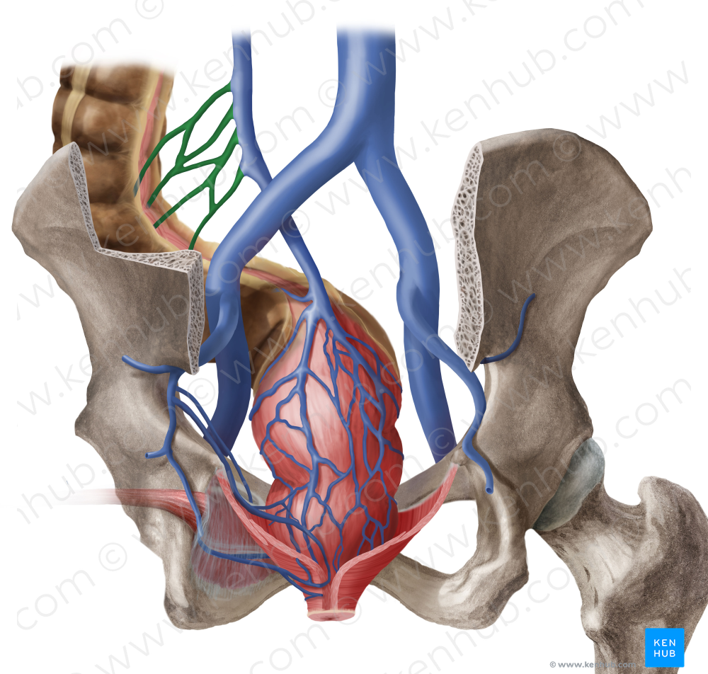 Sigmoid veins (#10216)