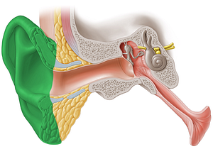 Auricle of ear (#2120)