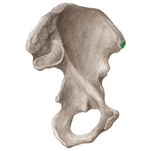 Anterior superior iliac spine (#20291)