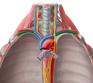 Subclavian vein (#10595)